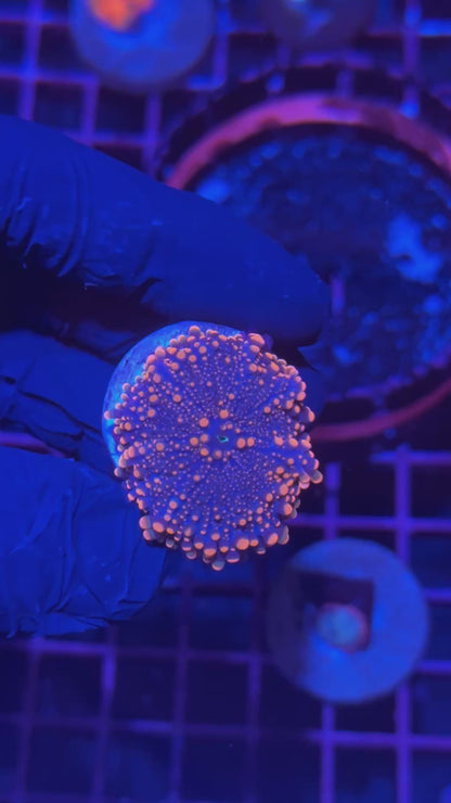 JEA Orange Galaxy Gumball Yuma Mushroom Coral