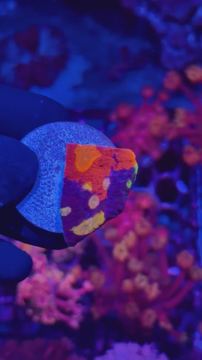 JEA Ultra Rainbow JellyBean Chalice Coral Insane Eyes AQUACULTURED