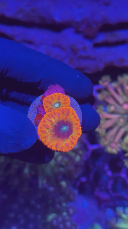 JEA Time Traveler Blastomussa Coral Insanely Bright XL